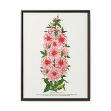 Prunus Triloba flower lithograph. Digitally enhanced from our own original 1900 edition plates of Botanical Specimen published by Rochester Lithographing - NOMADEN ART GALLERY