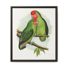 Rosy-Faced Love-Bird (Agapornis roseicollis) colored wood-engraved plate by Alexander Francis Lydon. - NOMADEN ART GALLERY
