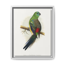 Blood or Red-Rumped Parrakeet (Psephotus haematonotus) colored wood-engraved plate by Alexander Francis Lydon - NOMADEN ART GALLERY