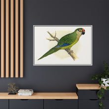 Golden-Crowned Conure (Aratinga auricapillus) colored wood-engraved plate by Alexander Francis Lydon