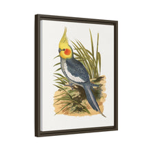 Cockatiel (Nymphicus hollandicus) colored wood-engraved plate by Alexander Francis Lydon