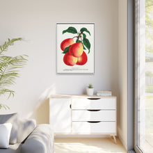 Vermont Beauty pear lithograph. Digitally enhanced from our own original 1900 edition plates of Botanical Specimen published by Rochester Lithographing
