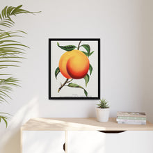 Foster peach lithograph. Digitally enhanced from our own original 1900 edition plates of Botanical Specimen published by Rochester Lithographing