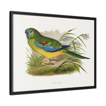 Turquoisine (Neophema pulchella) colored wood-engraved plate by Alexander Francis Lydon