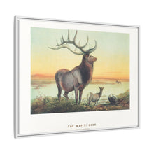 The Wapiti from Zoological sketches (1861-1867) by Joseph Wolf and Philip Lutley Sclater
