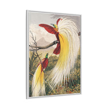 Birds of Paradise: Vintage Natural History Art by Benjamin Fawcett (1808 - 1893)