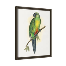 Masked Parrakeet (Prosopeia personata) colored wood-engraved plate by Alexander Francis Lydon