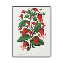 Prunus Triloba flower lithograph. Digitally enhanced from our own original 1900 edition plates of Botanical Specimen published by Rochester Lithographing - NOMADEN ART GALLERY