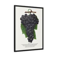 Early Ohio grape lithograph. Digitally enhanced from our own original 1900 edition plates of Botanical Specimen published by Rochester Lithographing