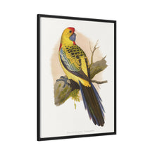 Lydon's Yellow-Rumped Parrakeet | Vintage Bird Wall Art Print