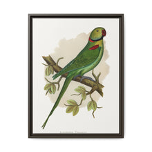 Alexandrine Parakeet (Psittacula eupatria) colored wood-engraved plate by Alexander Francis Lydon. - NOMADEN ART GALLERY