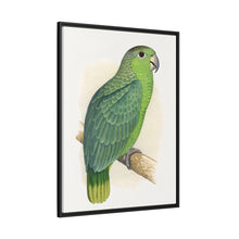 Mealy Amazon (Amazona farinosa) colored wood-engraved plate by Alexander Francis Lydon