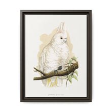 Goffin's Cockatoo (Cacatua goffiniana) colored wood-engraved plate by Alexander Francis Lydon. - NOMADEN ART GALLERY