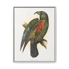 Mountain Parrot (Nestor notabilis) colored wood-engraved plate by Alexander Francis Lydon - NOMADEN ART GALLERY