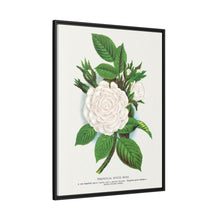 Rose, Perpetual White Moss lithograph. Digitally enhanced from our own original 1900 edition plates of Botanical Specimen published by Rochester Lithographing