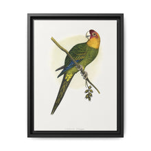 Carolina Parrot (Conuropsis carolinensis) colored wood-engraved plate by Alexander Francis Lydon. - NOMADEN ART GALLERY