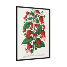 Prunus Triloba flower lithograph. Digitally enhanced from our own original 1900 edition plates of Botanical Specimen published by Rochester Lithographing