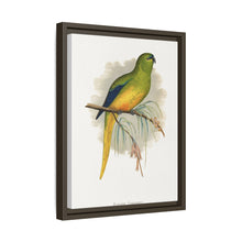 Elegant Parrakeet (Neophema elegans) colored wood-engraved plate by Alexander Francis Lydon