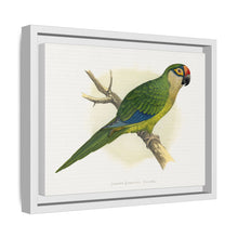Golden-Crowned Conure (Aratinga auricapillus) colored wood-engraved plate by Alexander Francis Lydon