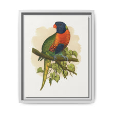 Blue Mountain Lory (Trichoglossus moluccanus) colored wood-engraved plate by Alexander Francis Lydon. - NOMADEN ART GALLERY