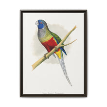 Blue Bonnet Parrakeet (Northiella haematogaster) colored wood-engraved plate by Alexander Francis Lydon. - NOMADEN ART GALLERY