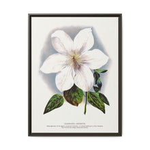 Clematis flower lithograph. Digitally enhanced from our own original 1900 edition plates of Botanical Specimen published by Rochester Lithographing - NOMADEN ART GALLERY