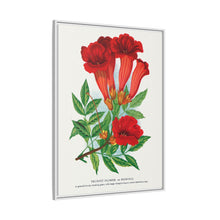 Trumpet flower lithograph. Digitally enhanced from our own original 1900 edition plates of Botanical Specimen published by Rochester Lithographing