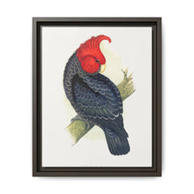 Gang-Gang Cockatoo (Callocephalon fimbriatum) colored wood-engraved plate by Alexander Francis Lydon - NOMADEN ART GALLERY