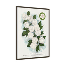 Japanese snowball flower lithograph. Digitally enhanced from our own original 1900 edition plates of Botanical Specimen published by Rochester Lithographing
