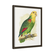 Double-Fronted or Le Vaillant's Amazon (Amazona oratrix) colored wood-engraved plate by Alexander Francis Lydon.