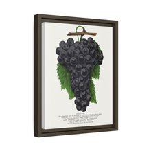 Early Ohio grape lithograph. Digitally enhanced from our own original 1900 edition plates of Botanical Specimen published by Rochester Lithographing