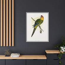 Carolina Parrot (Conuropsis carolinensis) colored wood-engraved plate by Alexander Francis Lydon.