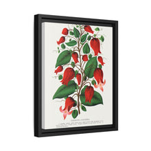 Prunus Triloba flower lithograph. Digitally enhanced from our own original 1900 edition plates of Botanical Specimen published by Rochester Lithographing - NOMADEN ART GALLERY