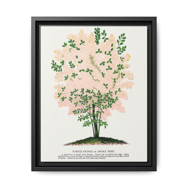 Purple Fringe tree lithograph. Digitally enhanced from our own original 1900 edition plates of Botanical Specimen published by Rochester Lithographing - NOMADEN ART GALLERY