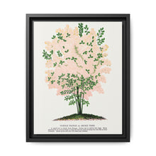 Purple Fringe tree lithograph. Digitally enhanced from our own original 1900 edition plates of Botanical Specimen published by Rochester Lithographing - NOMADEN ART GALLERY