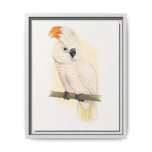 Great Salmon-Crested Cockatoo (CACATUA MOLUCCENSIS) colored wood-engraved plate by Alexander Francis Lydon. - NOMADEN ART GALLERY