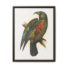 Mountain Parrot (Nestor notabilis) colored wood-engraved plate by Alexander Francis Lydon - NOMADEN ART GALLERY