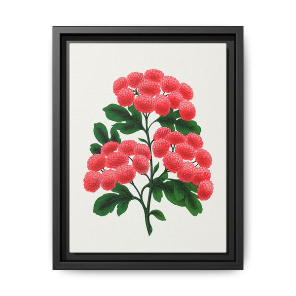 Paul's New Double Flowering Thorn lithograph. Digitally enhanced from our own original 1900 edition plates of Botanical Specimen published by Rochester Lithographing - NOMADEN ART GALLERY