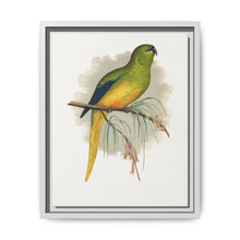 Elegant Parrakeet (Neophema elegans) colored wood-engraved plate by Alexander Francis Lydon - NOMADEN ART GALLERY