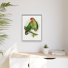 Rosy-Faced Love-Bird (Agapornis roseicollis) colored wood-engraved plate by Alexander Francis Lydon.