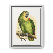 Blue-Fronted Amazon (Amazona aestiva) colored wood-engraved plate by Alexander Francis Lydon - NOMADEN ART GALLERY