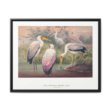 The African Wood Ibis from Zoological sketches (1861-1867) by Joseph Wolf and Philip Lutley Sclater - NOMADEN ART GALLERY