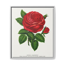 Red rose, General Jacquemont flower lithograph. Digitally enhanced from our own original 1900 edition plates of Botanical Specimen published by Rochester Lithographing - NOMADEN ART GALLERY