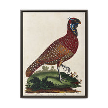 A horned Indian pheasant standing on the grass by J. Pass after J. E. Ihle. - NOMADEN ART GALLERY