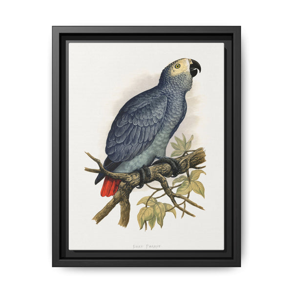 Grey Parrot (Psittacus erithacus) colored wood-engraved plate by Alexander Francis Lydon. - NOMADEN ART GALLERY