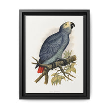 Grey Parrot (Psittacus erithacus) colored wood-engraved plate by Alexander Francis Lydon. - NOMADEN ART GALLERY