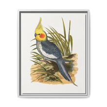 Cockatiel (Nymphicus hollandicus) colored wood-engraved plate by Alexander Francis Lydon - NOMADEN ART GALLERY