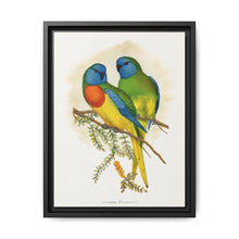 Splendid Parrakeet (Neophema splendida) colored wood-engraved plate by Alexander Francis Lydon - NOMADEN ART GALLERY