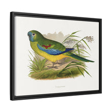 Turquoisine (Neophema pulchella) colored wood-engraved plate by Alexander Francis Lydon