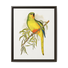 Orange-Bellied Parrakeet (Neophema chrysogaster) colored wood-engraved plate by Alexander Francis Lydon. - NOMADEN ART GALLERY